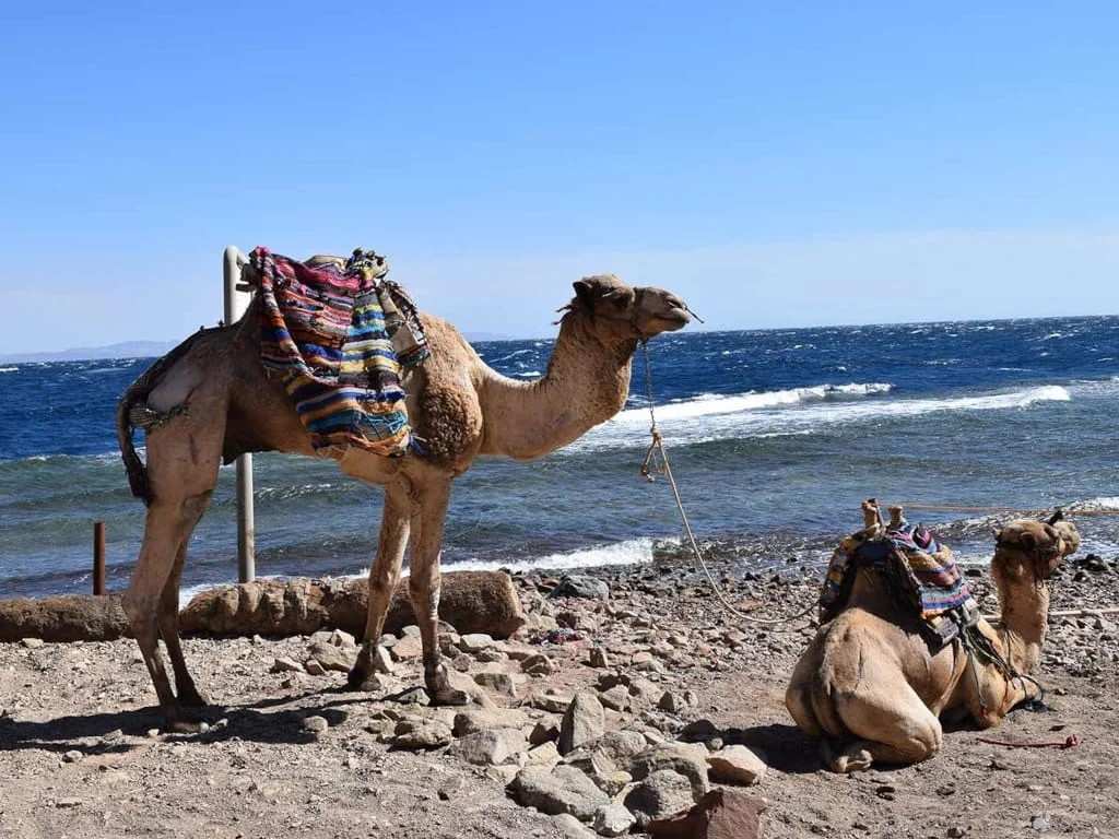 Double Canyon Camel Safari